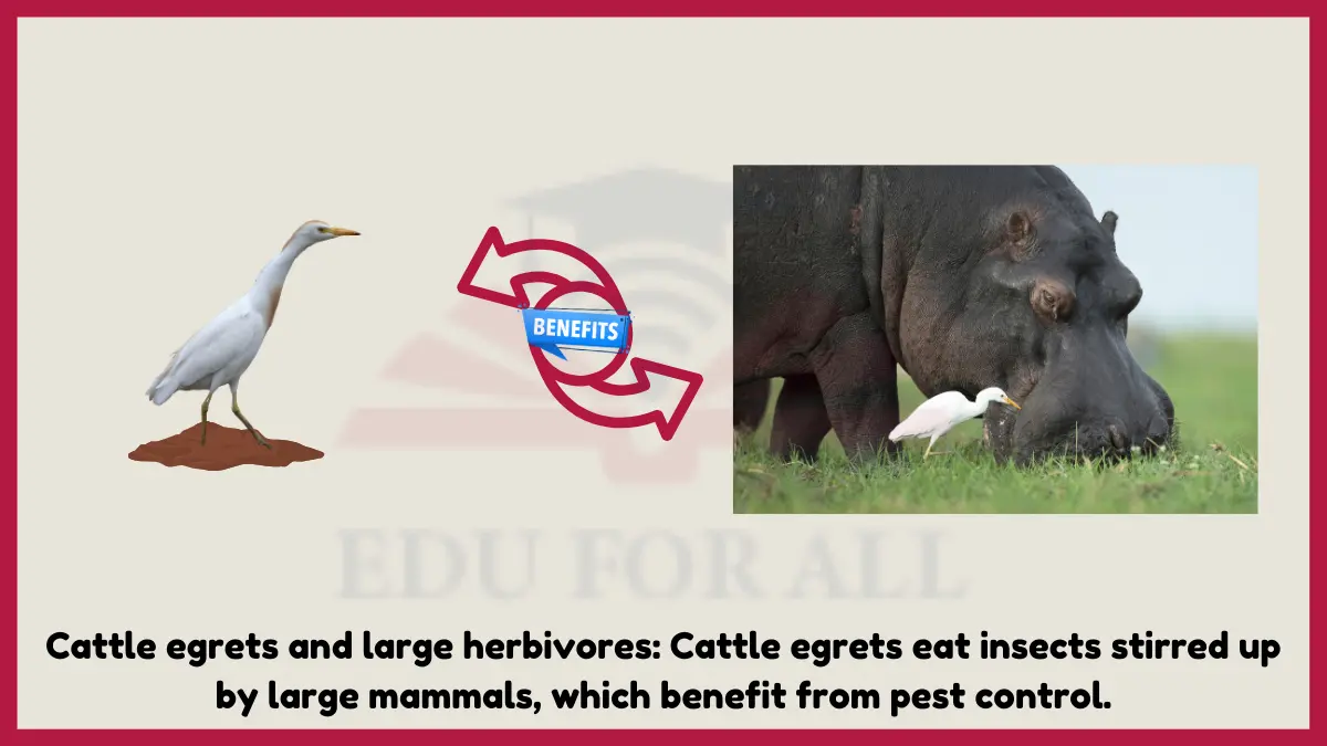 image showing Cattle egrets and large herbivores as an example of mutualism