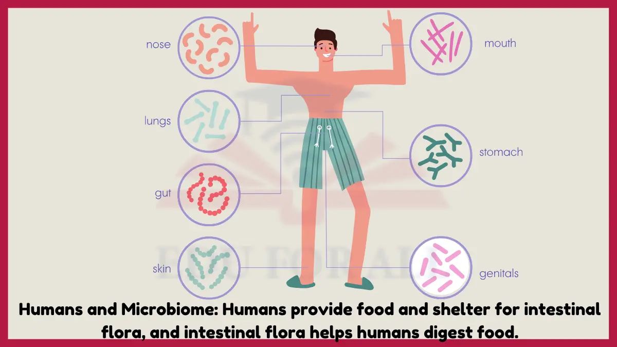 image showing Humans and intestinal flora as an example of mutualism