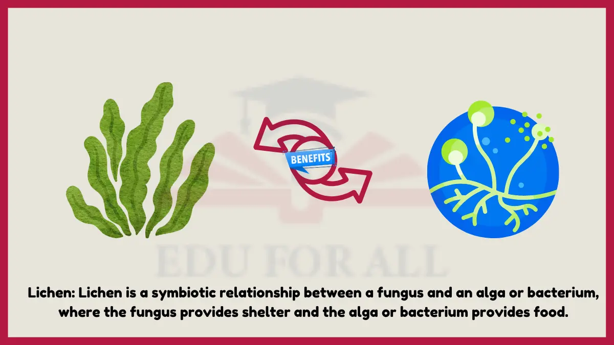 image showing Lichen as an example of mutualism