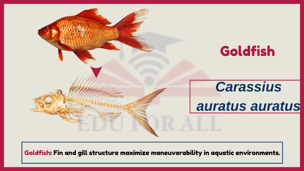 image showing Goldfish as an example of Vertebrates