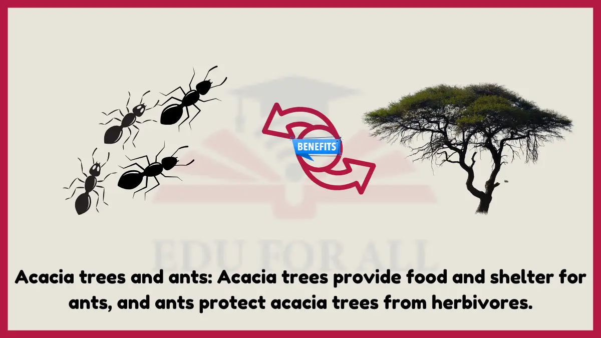 image showing Acacia trees and ants as an example of mutualism