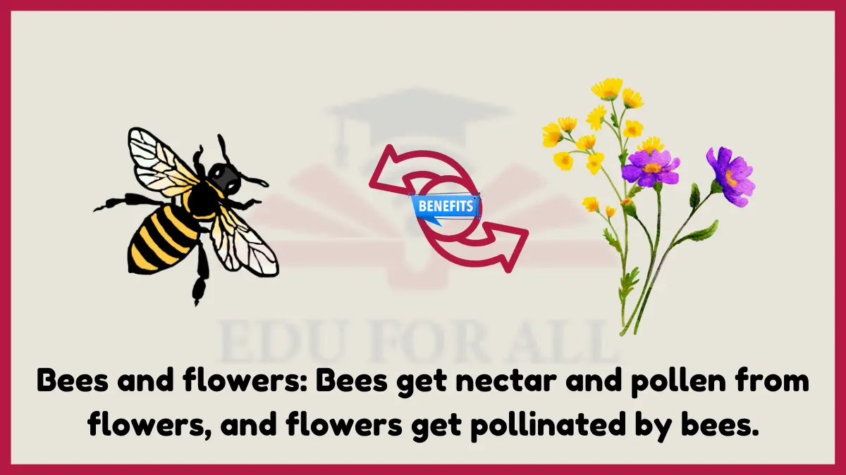 image showing Bees and flowers as an example of mutualism