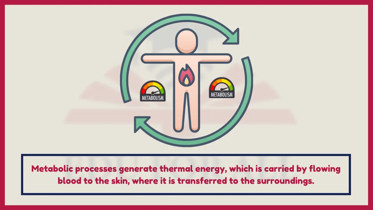 image showing Body Heat as an example of thermal energy