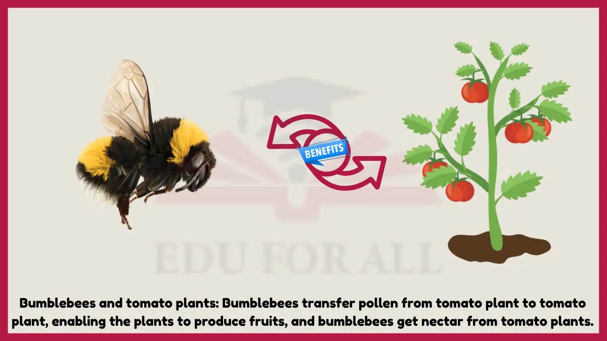 image showing Bumblebees and tomato plants as an example of mutualism