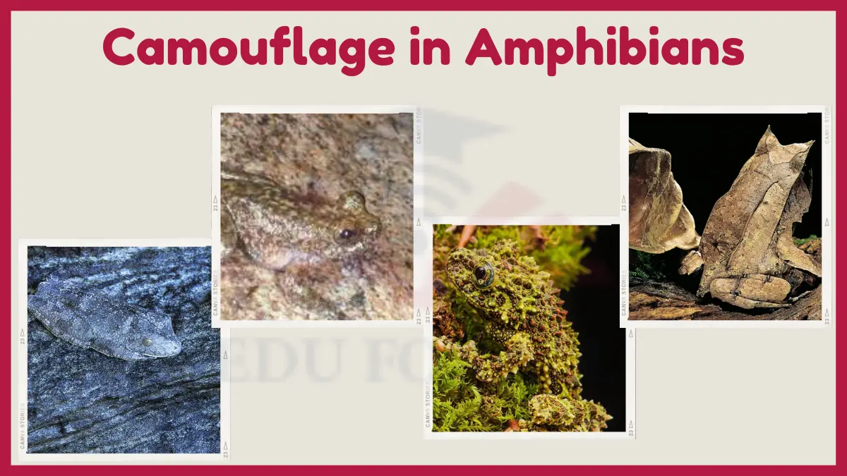 image showing Camouflage in Amphibians image