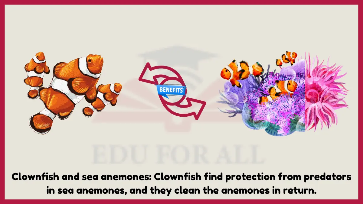 image showing Clownfish and sea anemones as an example of mutualism