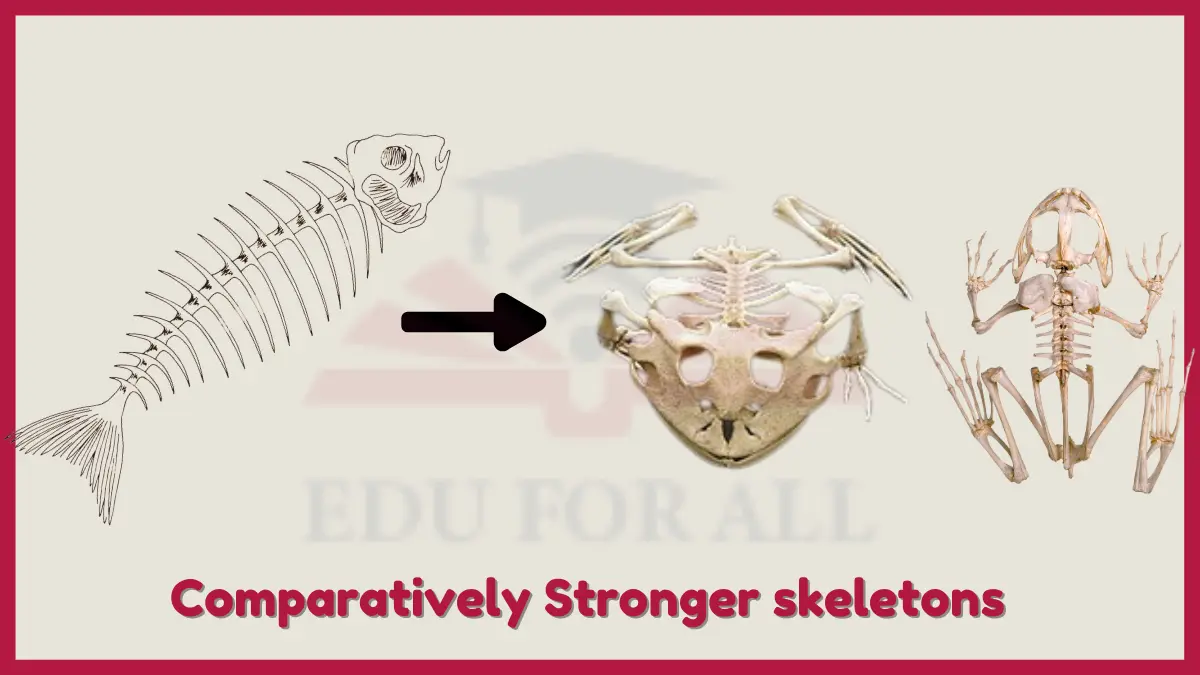 image showing Comparatively Stronger skeletons in Amphibians as key adaptation