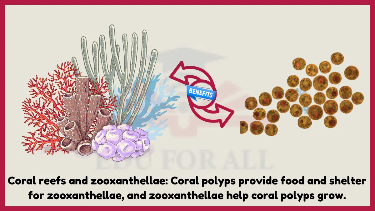 image showing Coral reefs and zooxanthellae as an example of mutualism