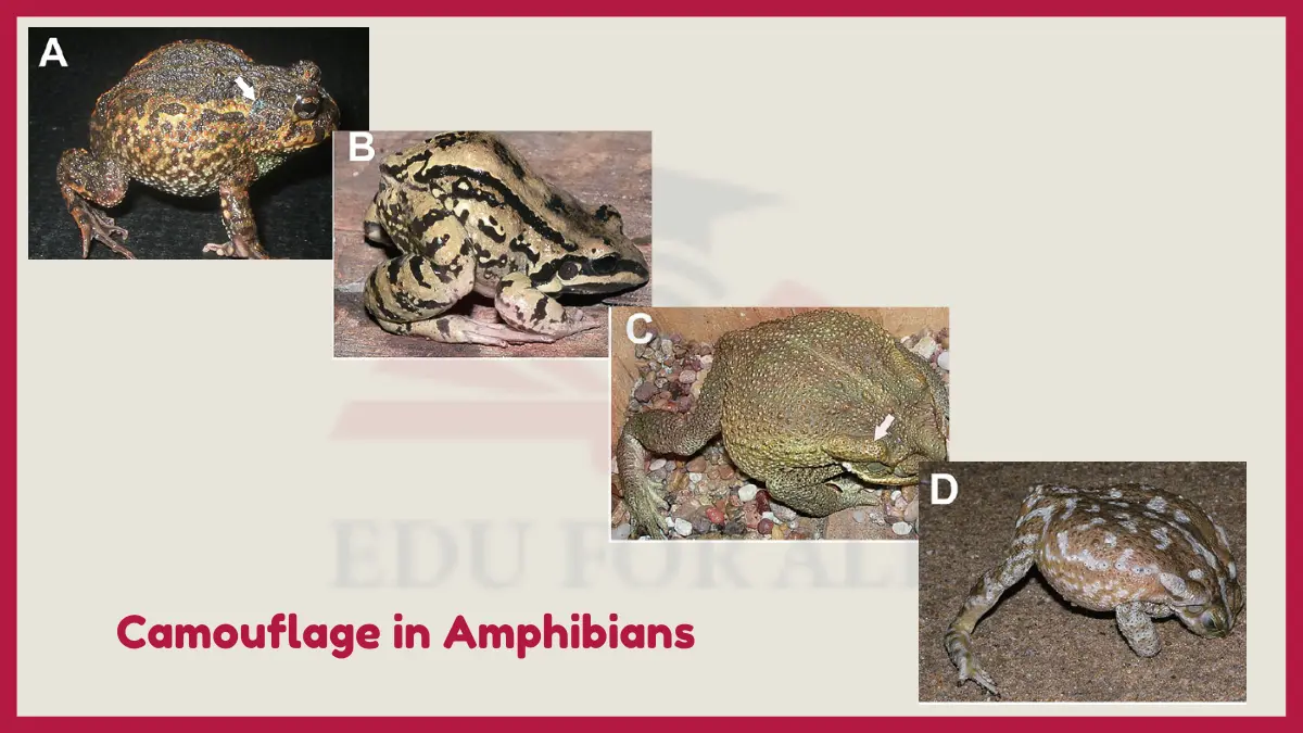 image showing Defense Posture in Amphibians 