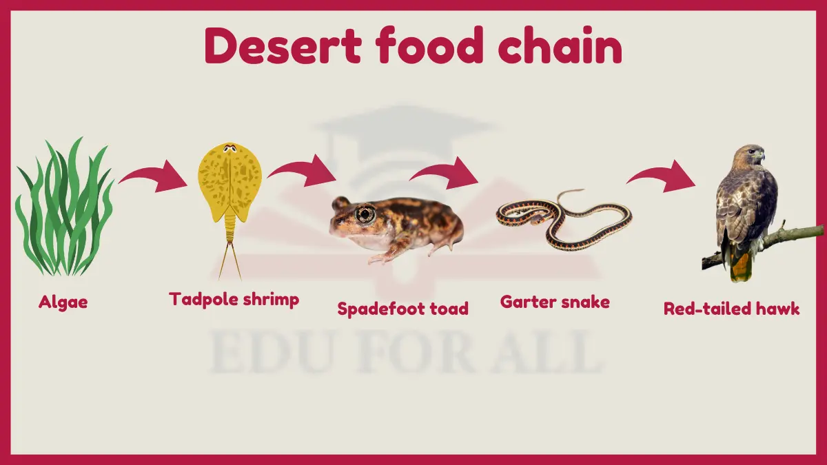 image showing Desert food chain image