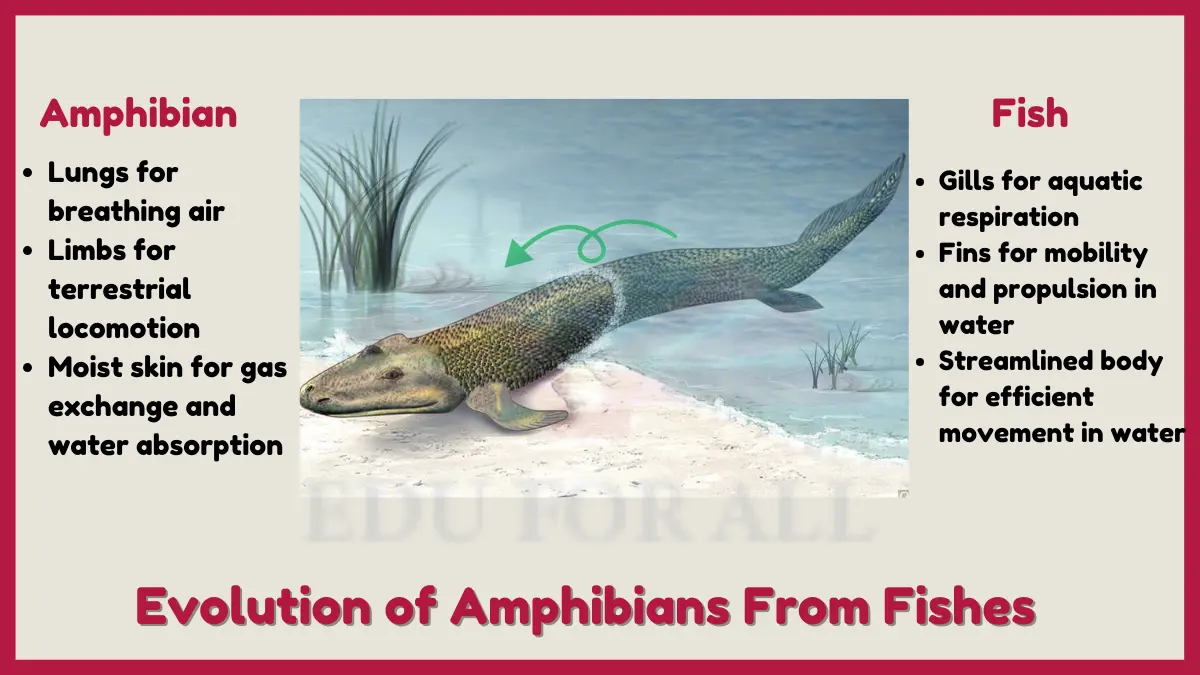 image showing Evolution of Amphibians From Fishes image