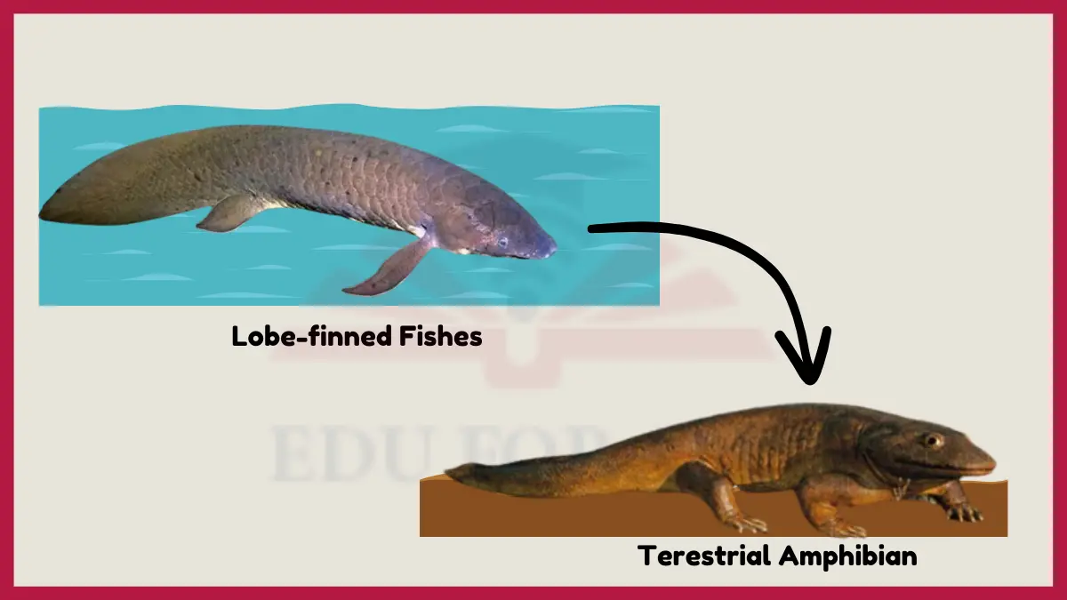 image showing Evolution of Amphibians From lobe-finned Fishes