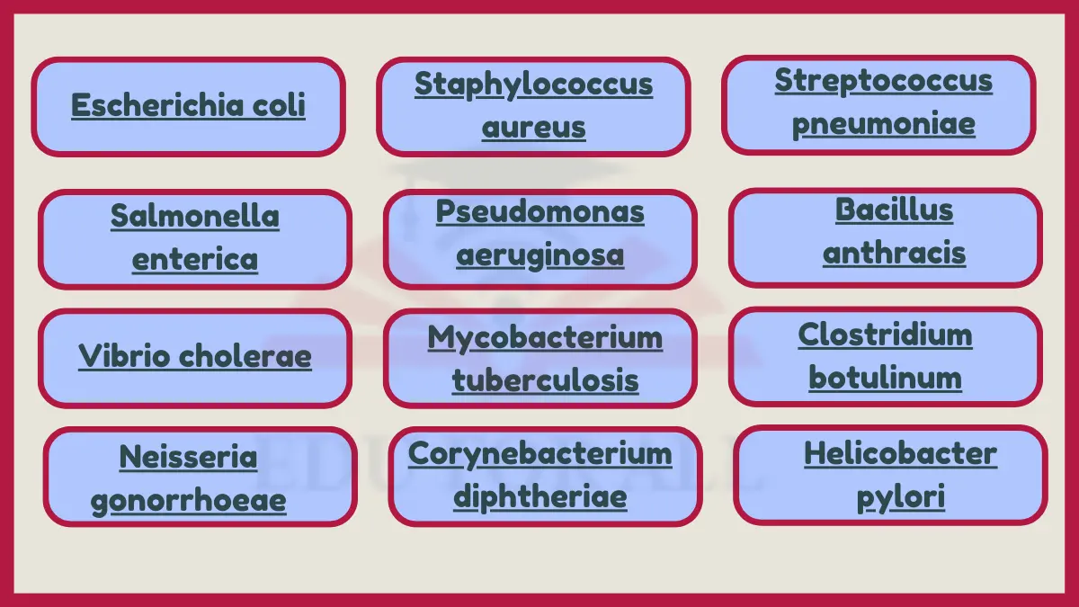 image showing Examples of Bacteria