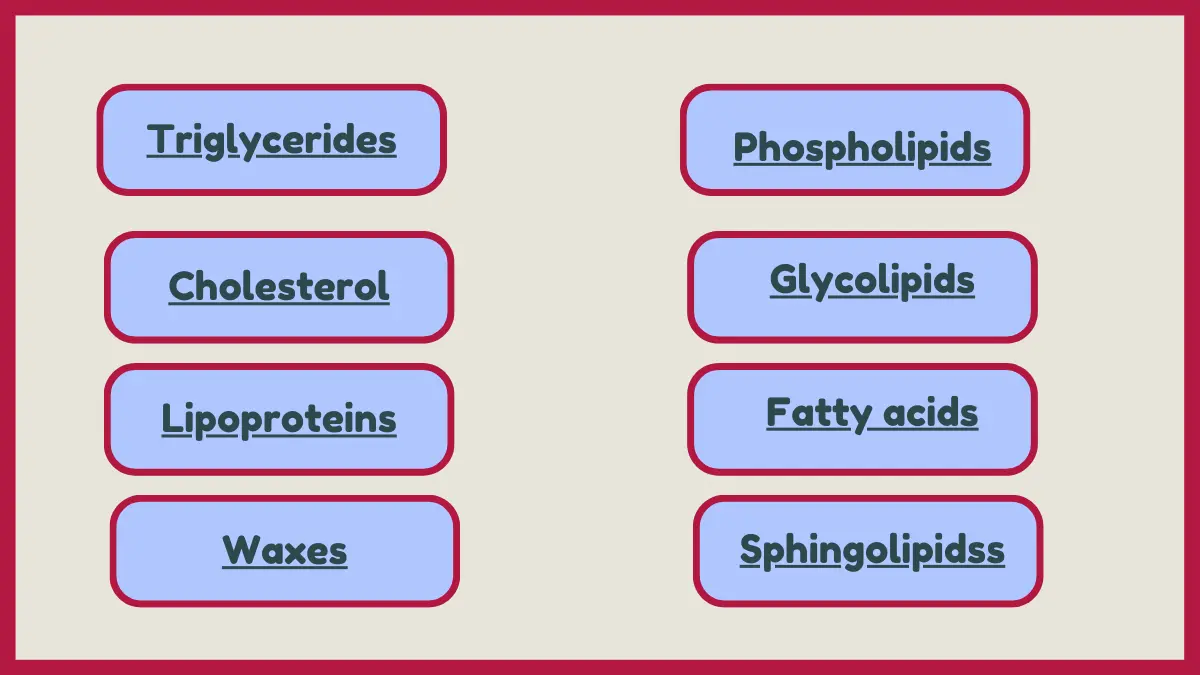 image showing Examples of Lipids