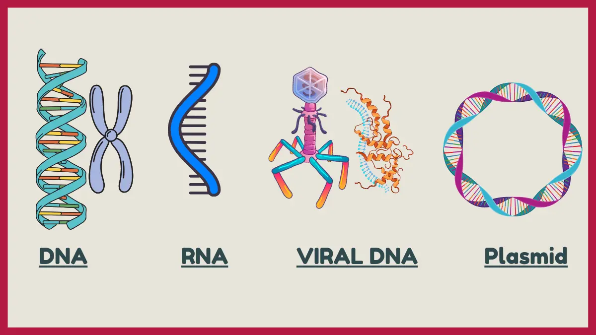 IMAGE SHOWING 4 Examples of Nucleic Acids