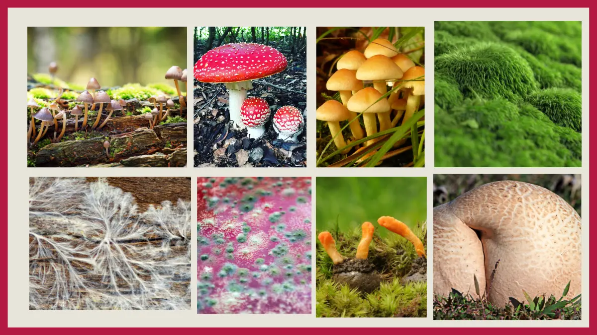 image showing Examples of Fungi