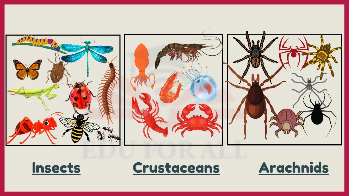 image showing Examples of Invertebrates