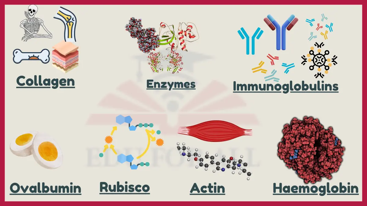 image showing Examples of Proteins