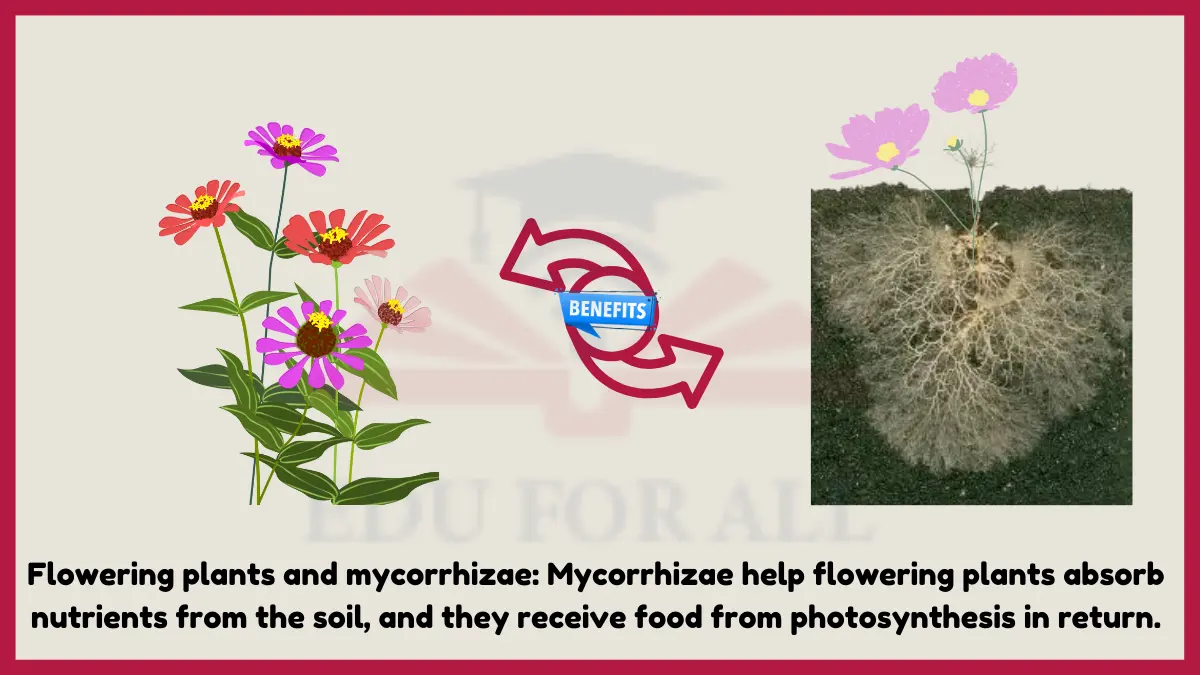 image showing Flowering plants and mycorrhizae as an example of mutualism