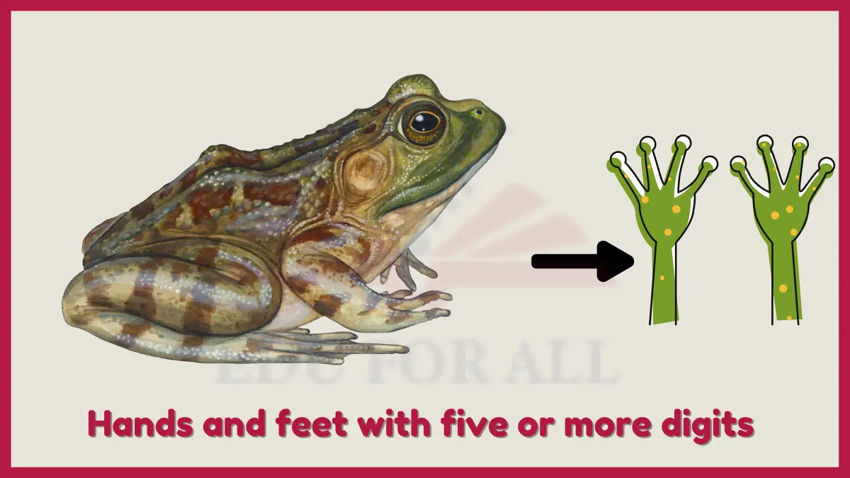 image showing Hands and feet with five or more digits in Amphibians as key adaptation
