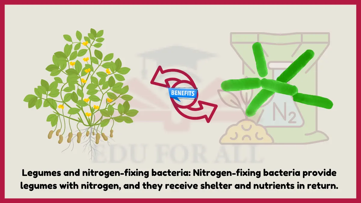 image showing Legumes and nitrogen-fixing bacteria as an example of mutualism