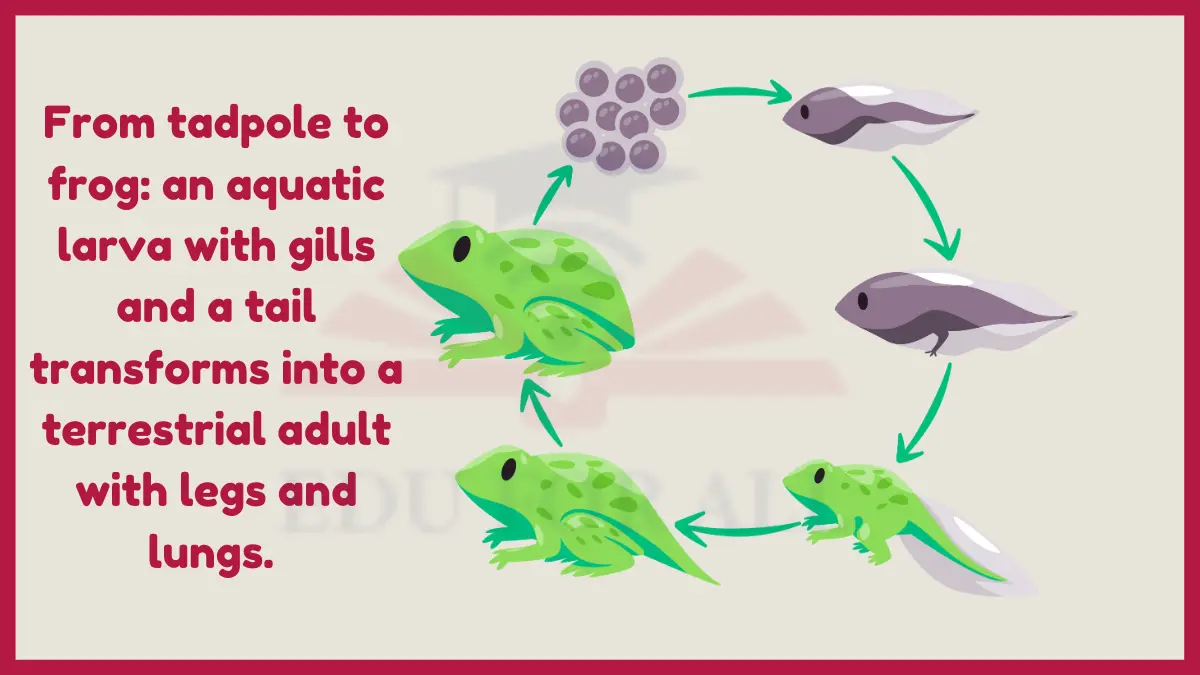 image showing Metamorphosis in amphibians image