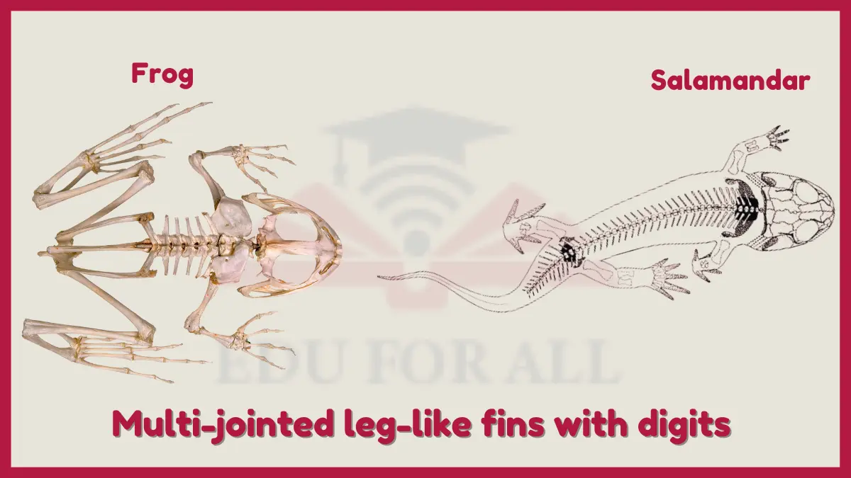 image showing Multi-jointed leg-like fins with digits in Amphibians as key adaptation