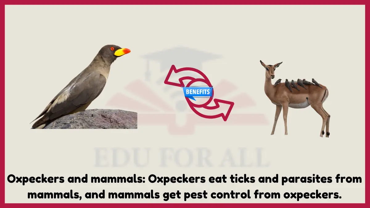 image showing Oxpeckers and mammals as an example of mutualism