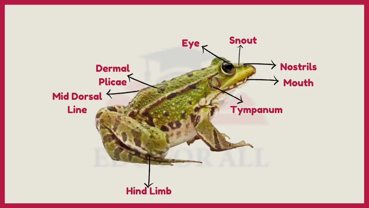 image showing Physiology and Anatomy of Amphiabians image
