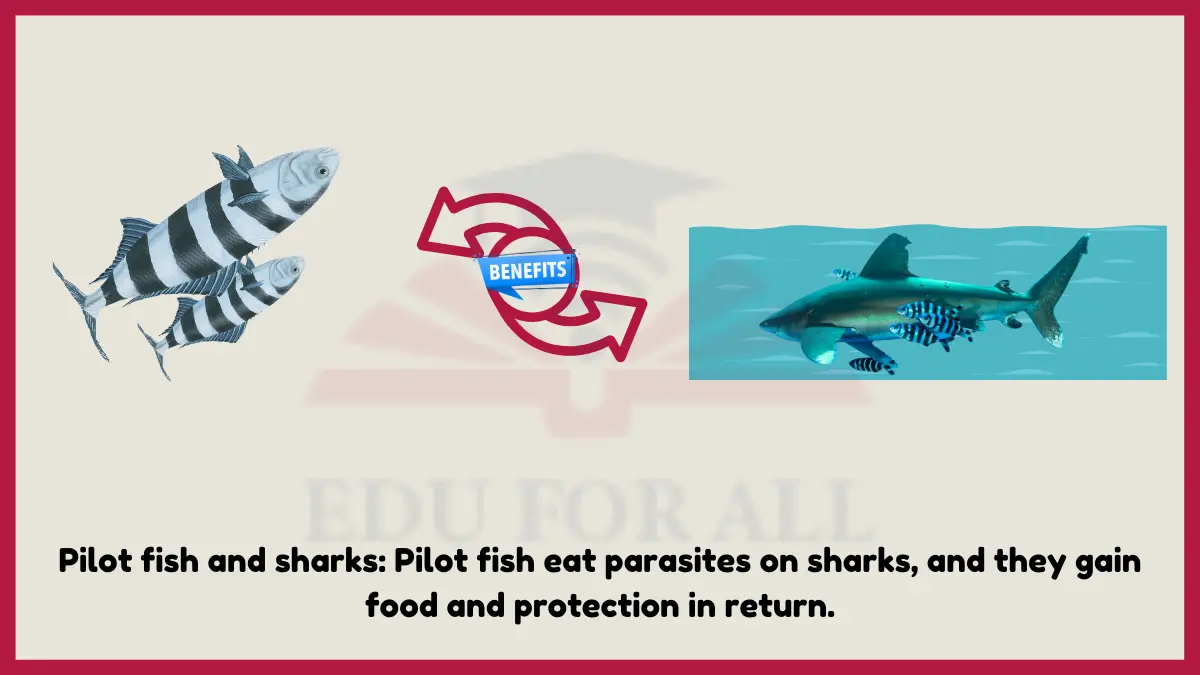 image showing Pilot fish and sharks as an example of mutualism