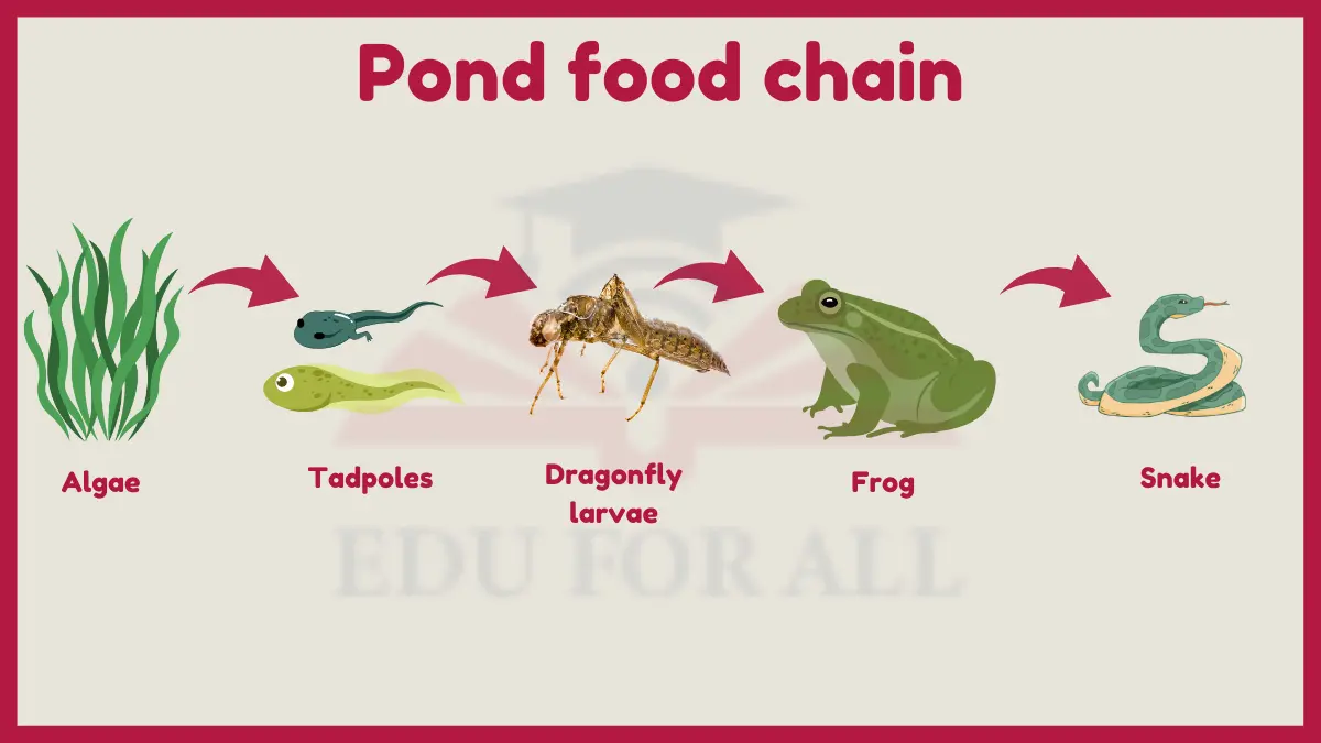 image showing Pond food chain image