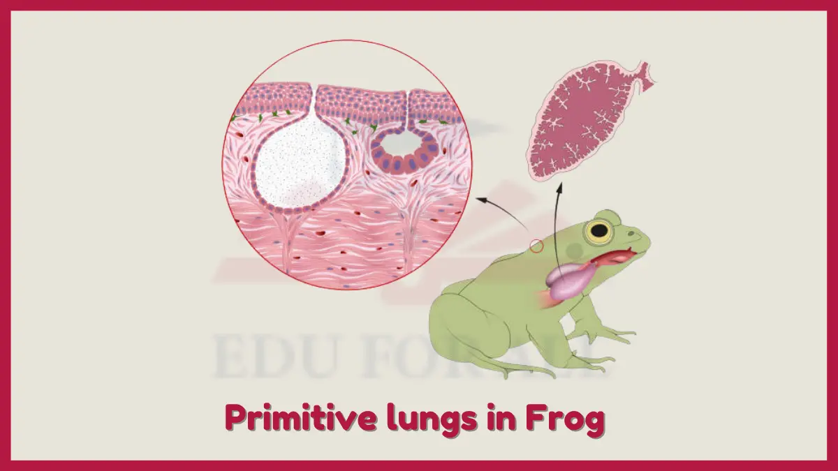 image showing Primitive lungs in Amphibians as key adaptation