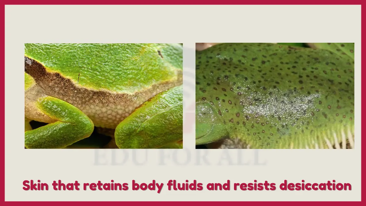 image showing Skin that retains body fluids and resists desiccation in Amphibians as key adaptation