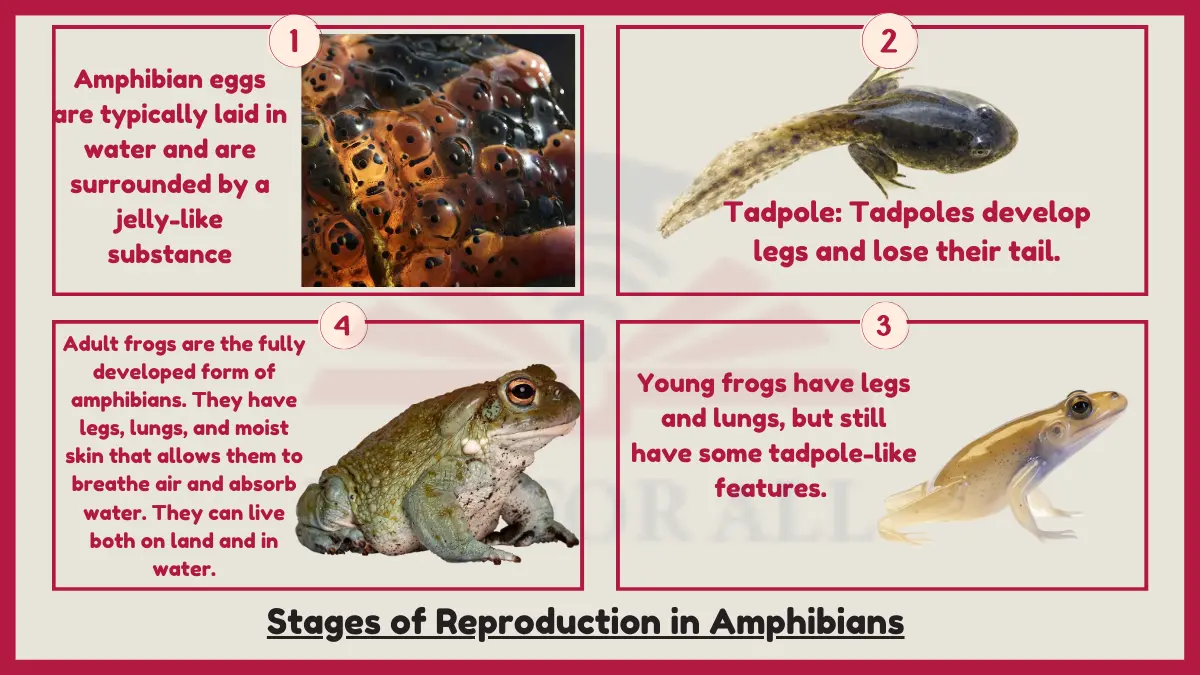 image showing Stages of Reproduction in Amphibians 