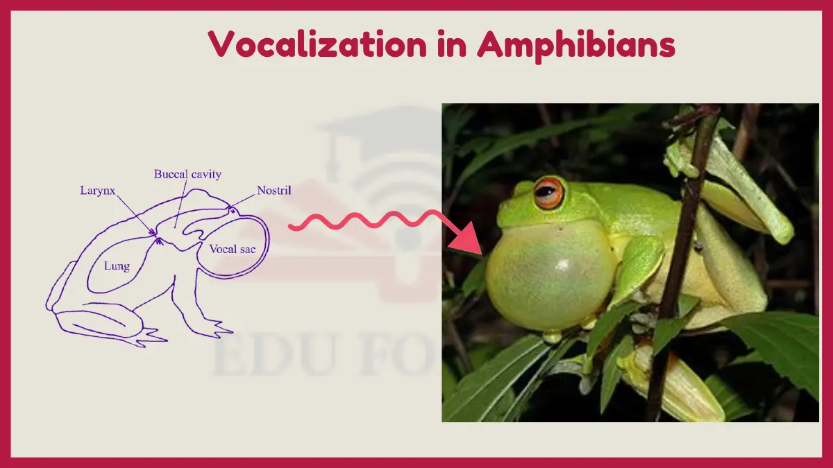 image showing Vocalization in Amphibians image