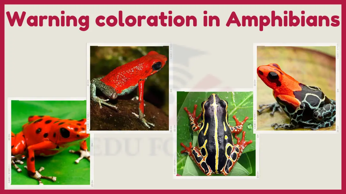 image showing Warning coloration  in amphibians