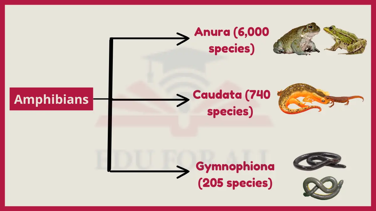 image showing classification of Amphibians 