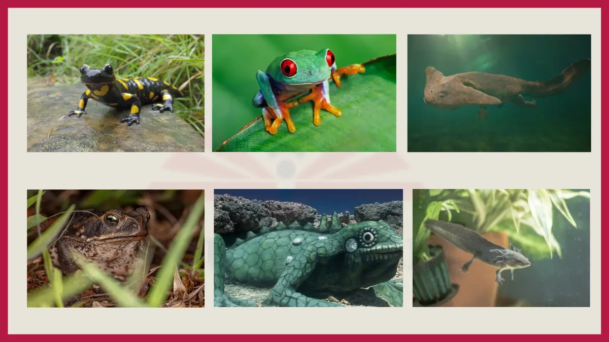 Featured image of Amphibians