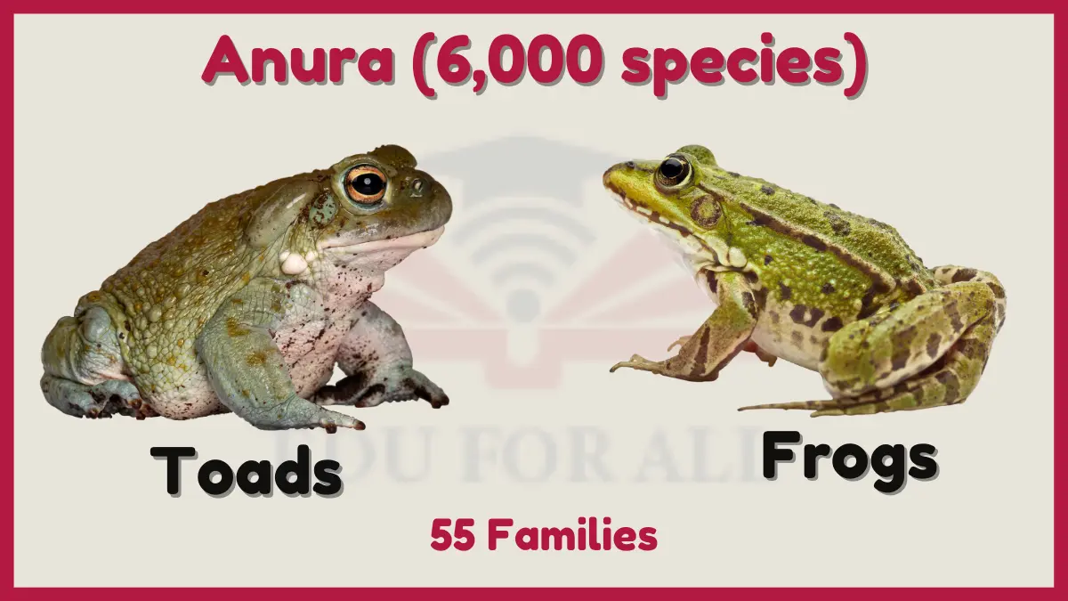 image showing order Anura of Amphibians