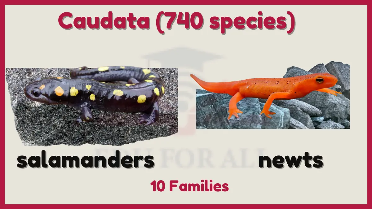 image showing order Caudata of Amphibians