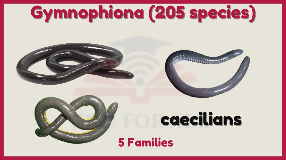 image showing order Gymnophiona of Amphibians