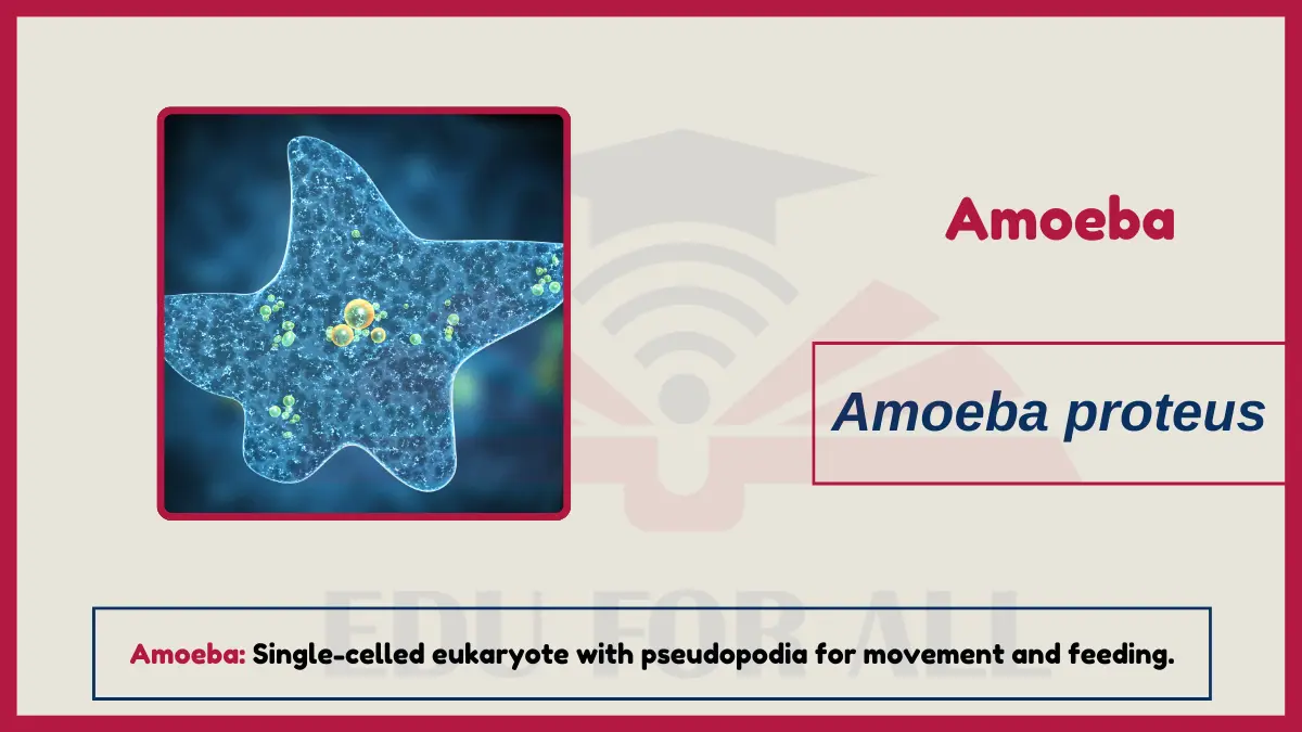 image showing amoeba as one of the coomon examples of unicellular organisms