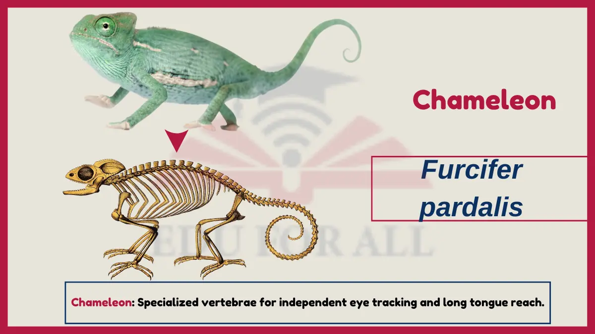 image showing Chameleon  as an example of Vertebrates