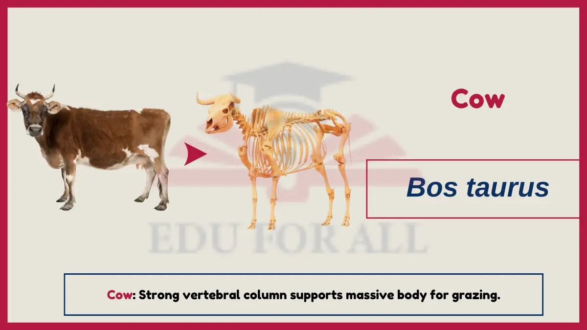image showing Cow as an example of Vertebrates