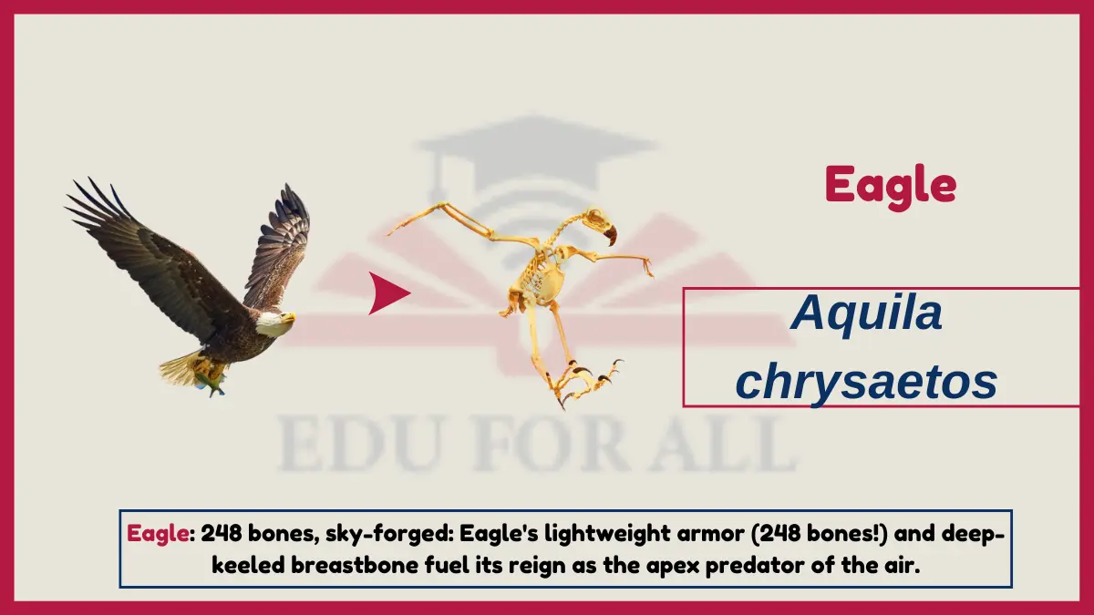 image showing image showing Eagle as an example of Vertebrates
