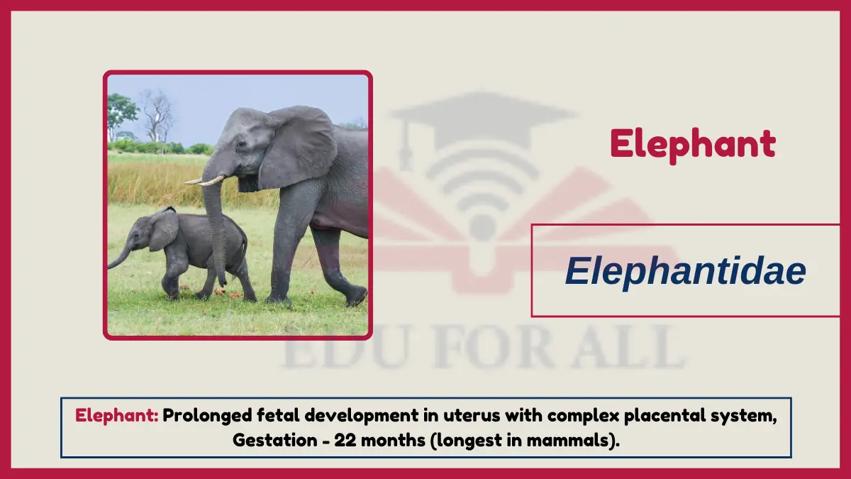 image showing Elephants as an examples of viviparous animals