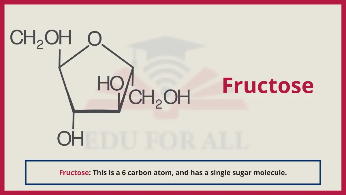 image showing Fructose as an example of monosacchrides