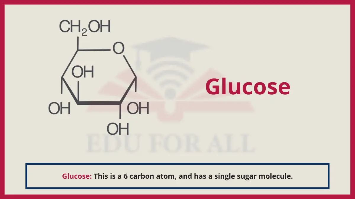 Image shwoing Glucose as one of the most common examples of Monosaccharides 