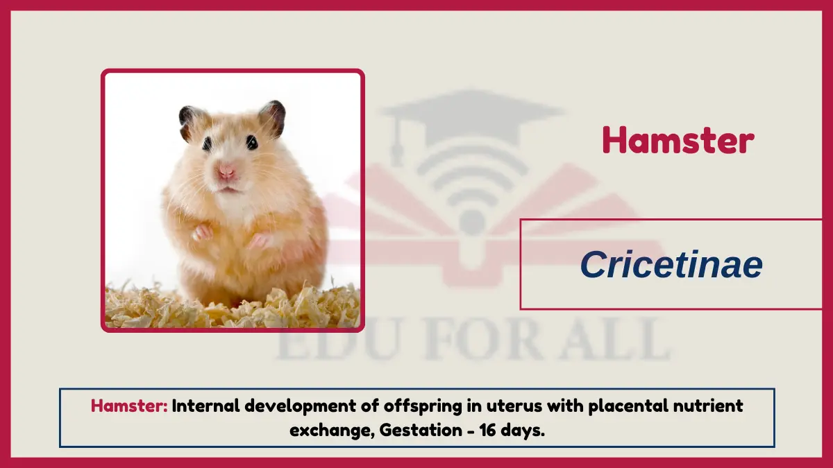 image showing Hamster as an examples of viviparous animals