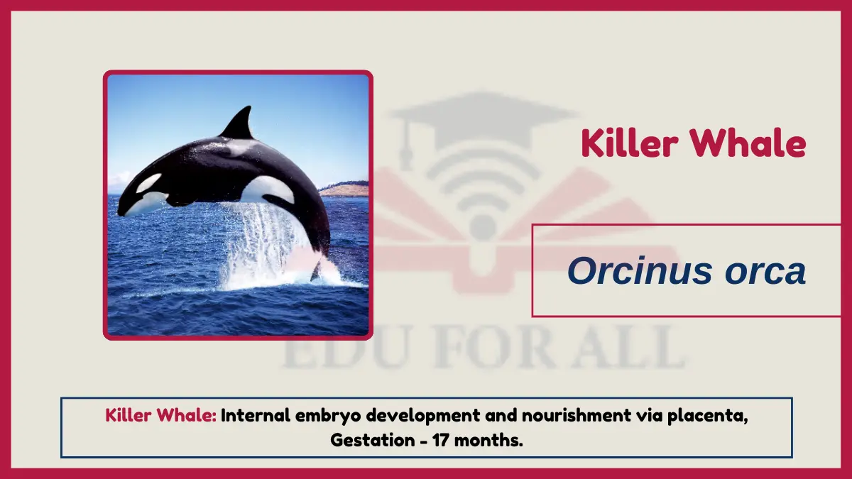 image showing Killer whale as an examples of viviparous animals